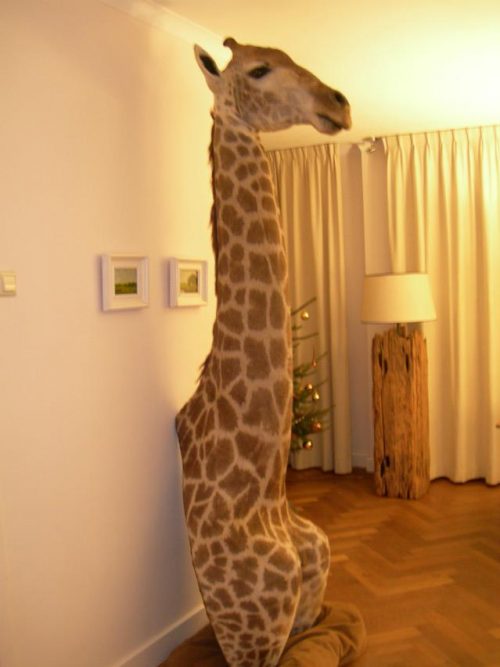 Stuffed head, shouldermount giraffe