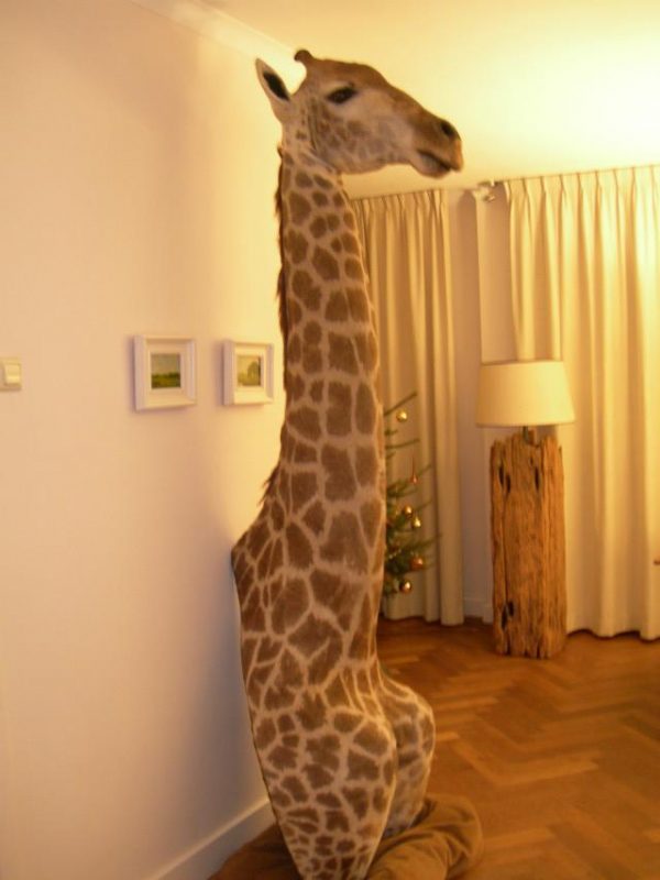 Opgezette kop van een giraffe
