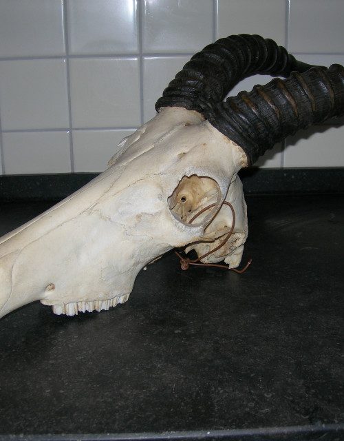 Complete skull of a Topi.
