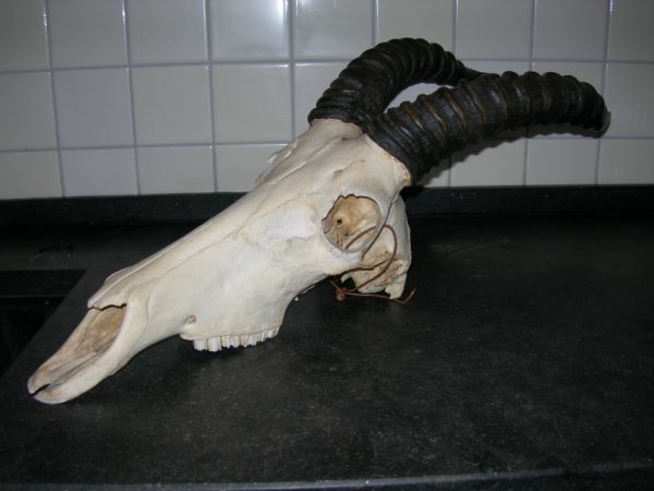 Complete skull of a Topi.