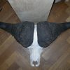 Big skull of a cape buffalo