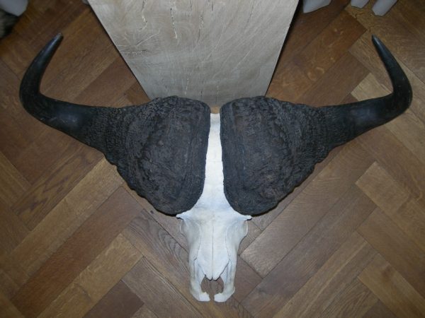 Big skull of a cape buffalo