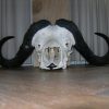 Big skull of a cape buffalo