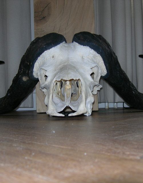 Big skull of a cape buffalo
