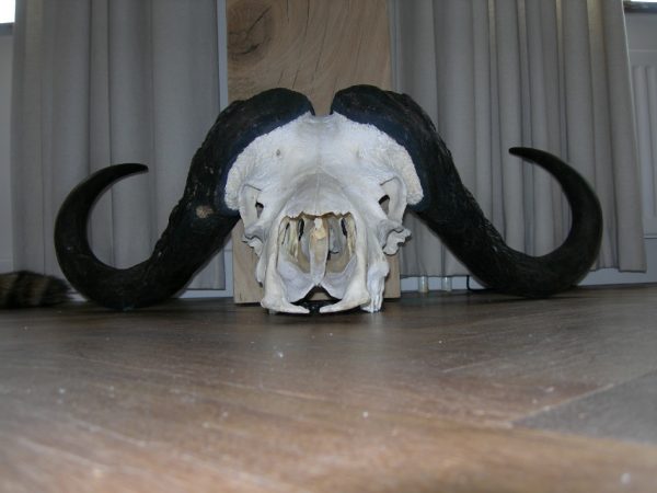 Big skull of a cape buffalo