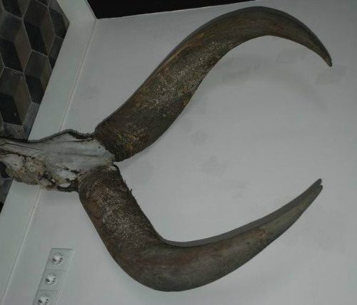 Old skull of a watutsi