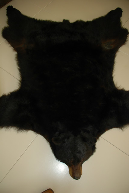 Grote huid van een zwarte beer. Berenvel