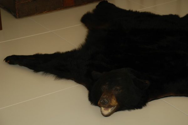 Big skin of a black bear. Bearskin.