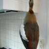 Stuffed weaverbirds under antique bells