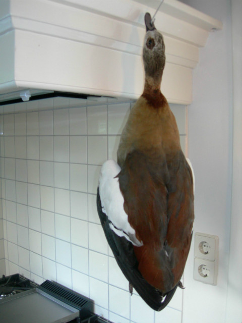 Stuffed Nile goose