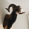 Mooie opgezette kop van een Corsicaanse mouflon