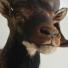 Mooie opgezette kop van een Corsicaanse mouflon
