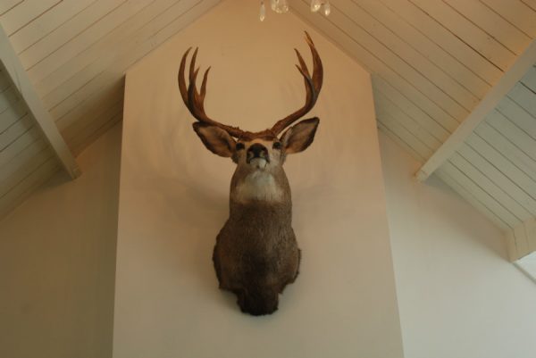 Big trophy head of a muledeer