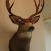 Big trophy head of a muledeer