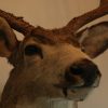 Big trophy head of a muledeer