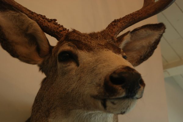 Big trophy head of a muledeer