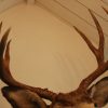 Big trophy head of a muledeer