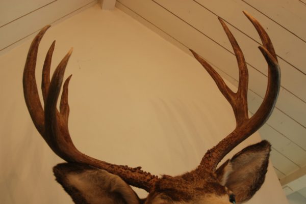 Big trophy head of a muledeer