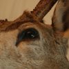 Big trophy head of a muledeer