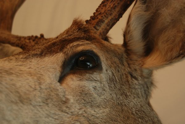 Big trophy head of a muledeer