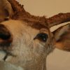 Big trophy head of a muledeer