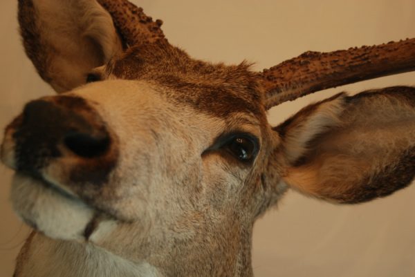 Shouldermount van een muledeer.