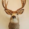 Fresh stuffed head of a African springbock. Taxidermy.