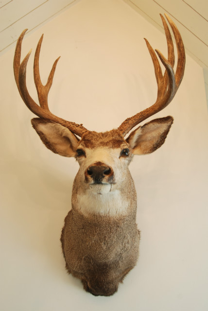 Big trophy head of a muledeer