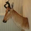 Shouldermount of a Lichtenstein hartebeest.