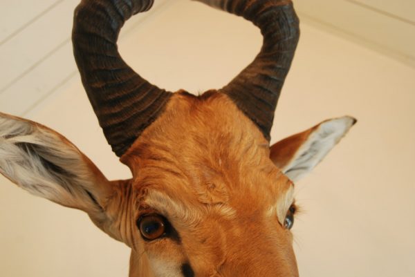 Shouldermount of a Lichtenstein hartebeest.