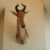 Imposing stuffed head of a kudu.