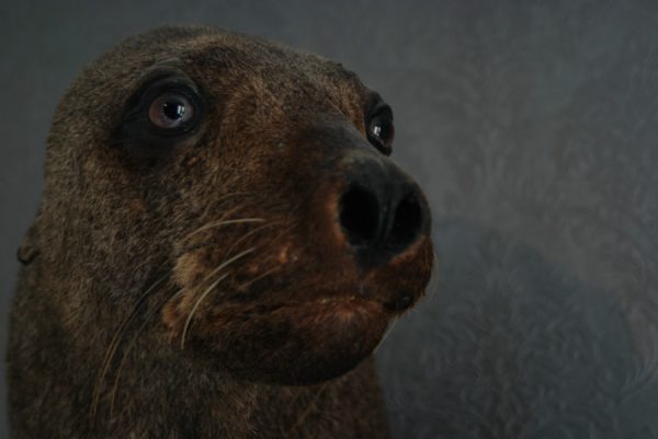 Old nice stuffed head of sealion