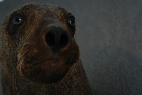 Old nice stuffed head of sealion