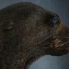 Old nice stuffed head of sealion