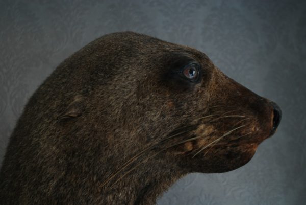 Old nice stuffed head of sealion