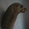 Old nice stuffed head of sealion