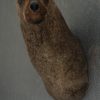 Old nice stuffed head of sealion