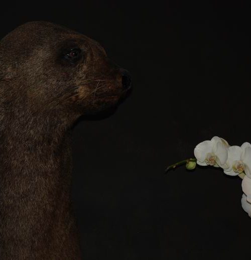 Oude opgezette kop van een prachtige zeeleeuw