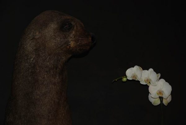 Old nice stuffed head of sealion