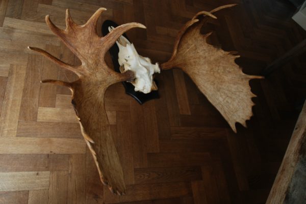 Big pair of antlers with skull of an Canadian Moose