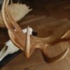 Big pair of antlers with skull of an Canadian Moose