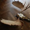 Old pair of antlers of a moose.