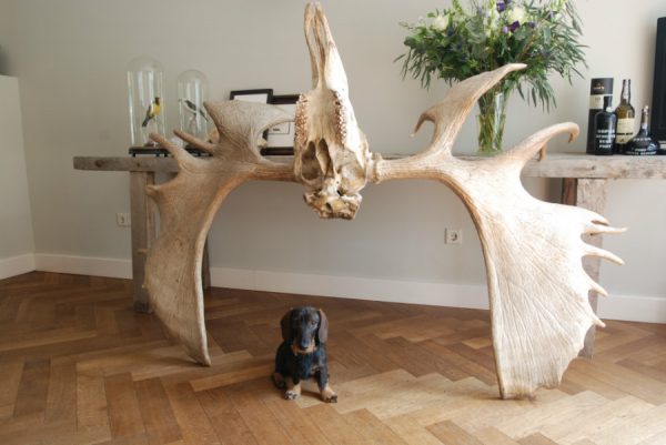 Huge pair of antler, skull of a Canadian Moose