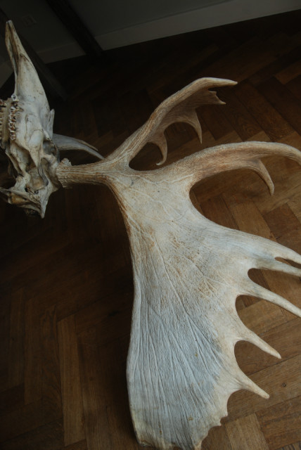 Huge pair of antler, skull of a Canadian Moose