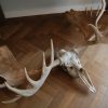 Skull with hughe antlers of a follow deer.