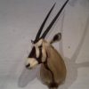 Taxidermy head of an Oryx