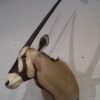 Taxidermy head of an Oryx