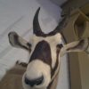 Taxidermy head of an Oryx