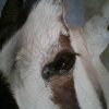 Shouldermount van een oryx.