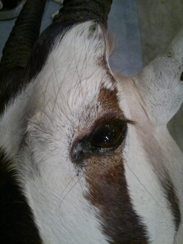 Taxidermy head of an Oryx